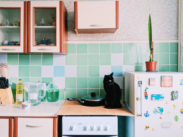 Vanliga saker i hemmet som är giftiga för katter