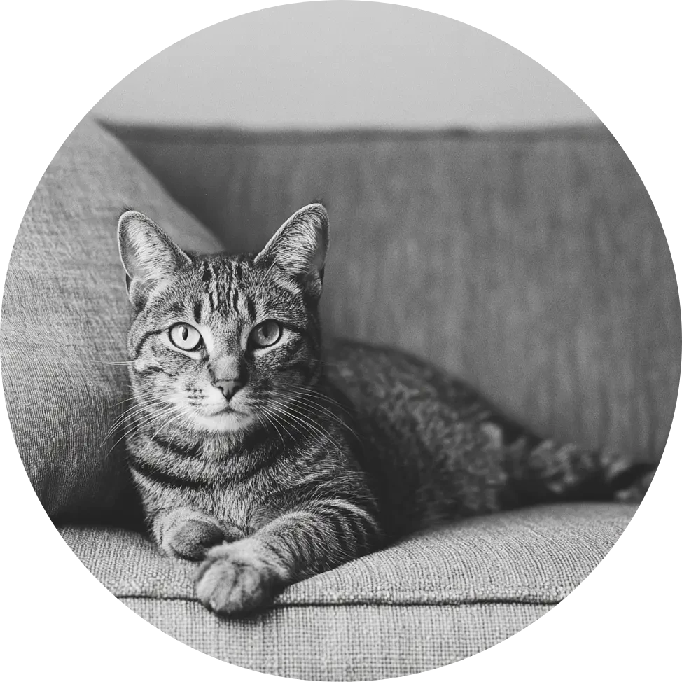 Agria kattförsäkring