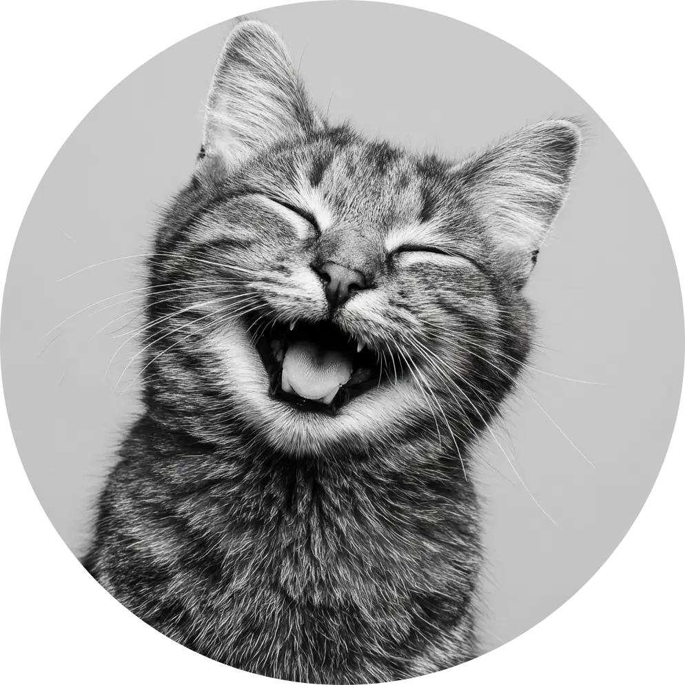 Hedvig kattförsäkring