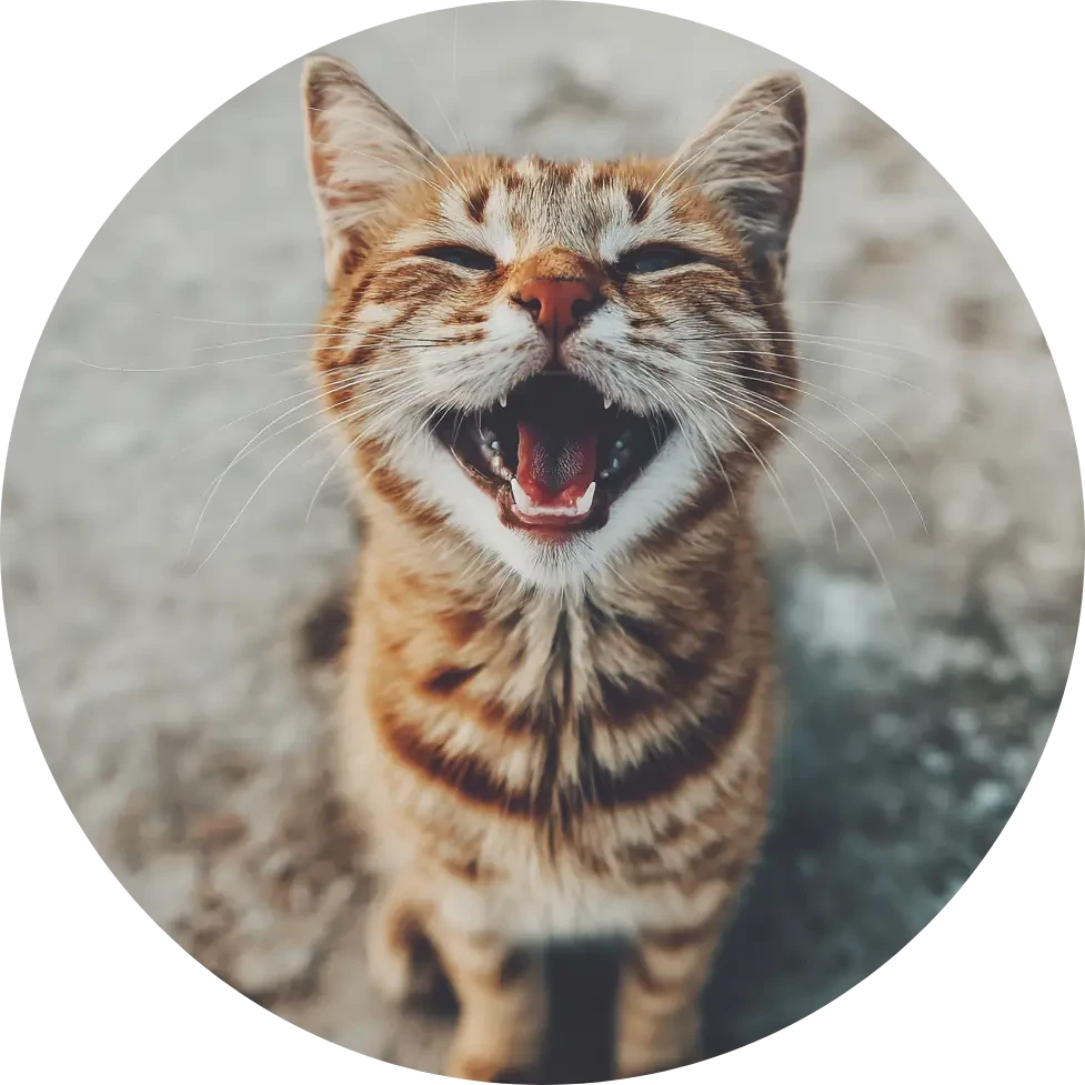 Ica försäkring kattförsäkring