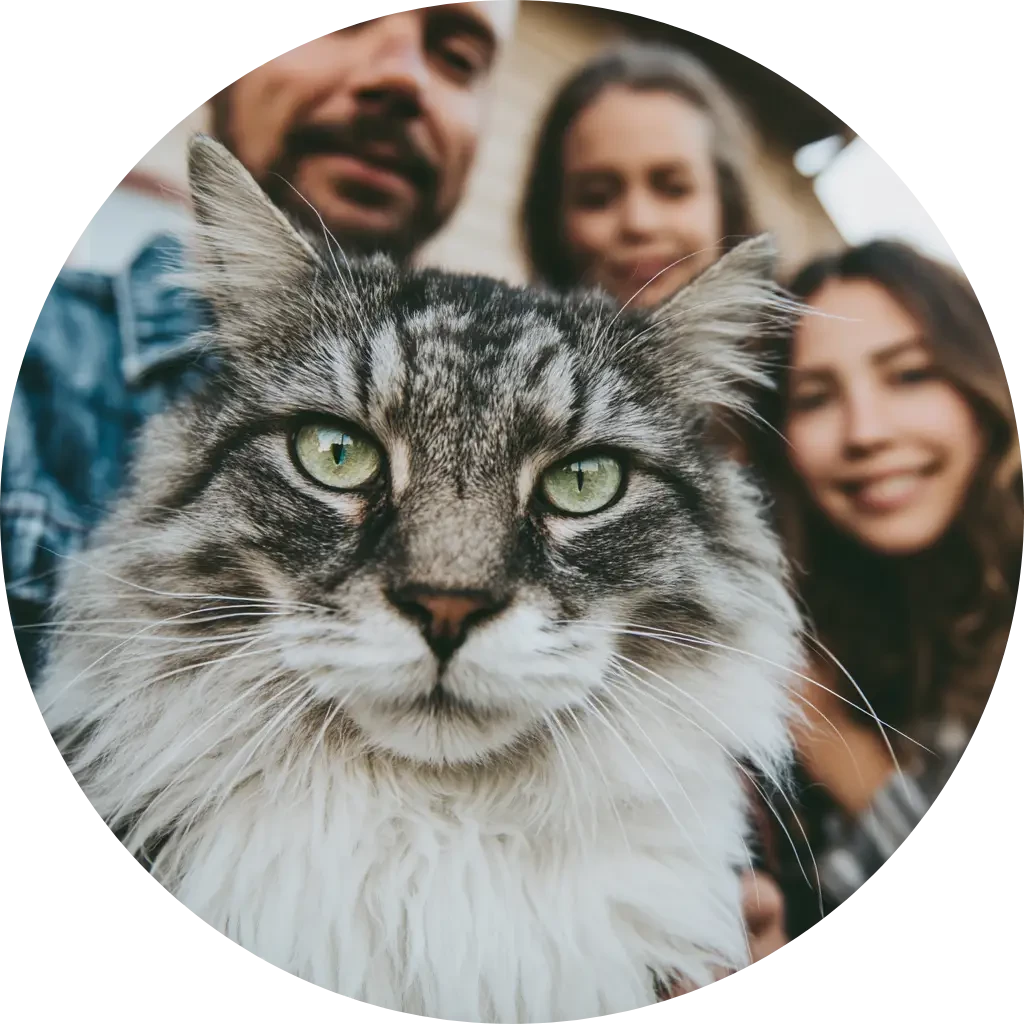 Svedea kattförsäkring