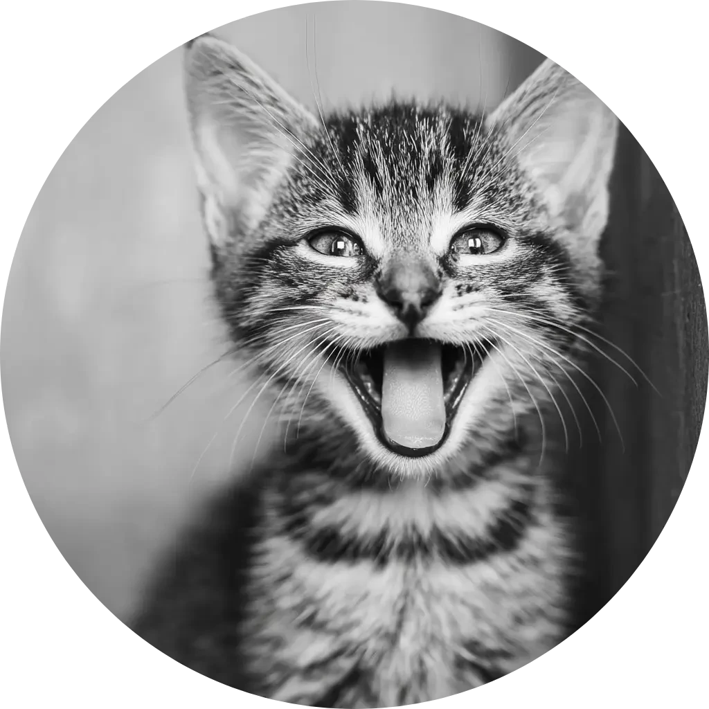 Sveland kattförsäkring