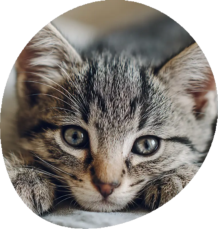 Kattförsäkring som är bäst i test