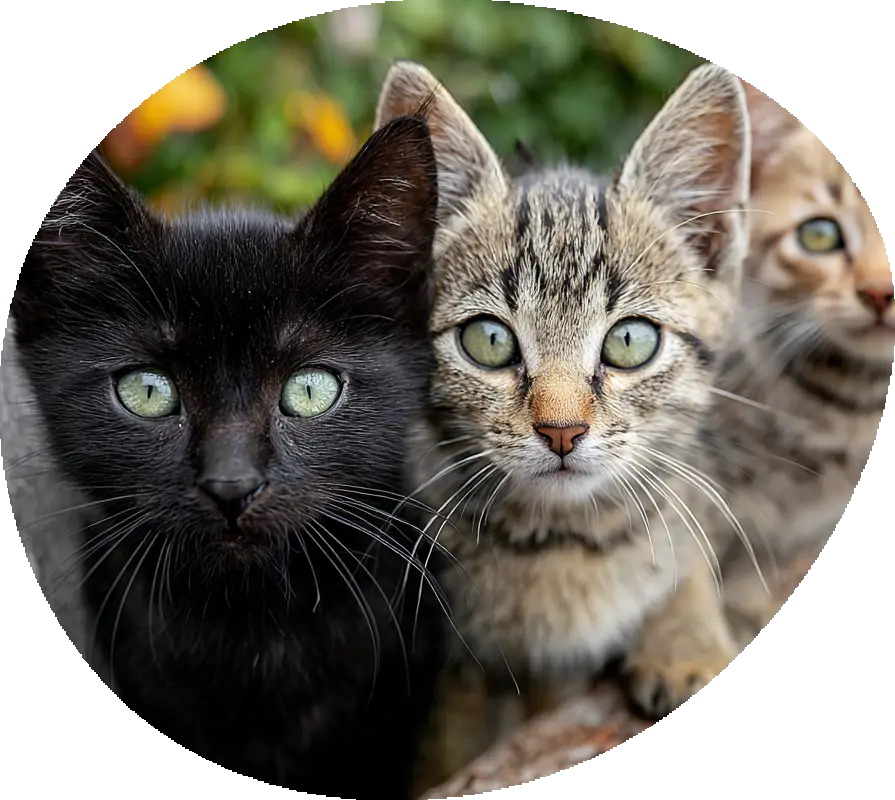 Bäst kattförsäkring för din katt